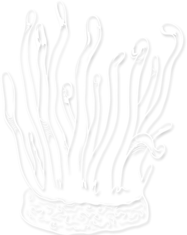 MÓN QUÀ THIÊN NHIÊN BAN TẶNG CHO LÂM ĐỒNG